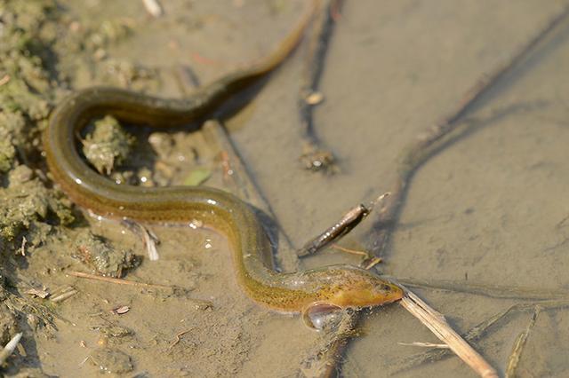 原创为什么说蛇吃黄鳝是找死如果蛇吃了黄鳝真的会死吗