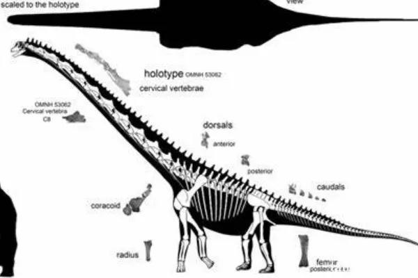 帕拉克西龙：蜥脚下目巨龙类恐龙（体型20米四肢粗壮如大象）