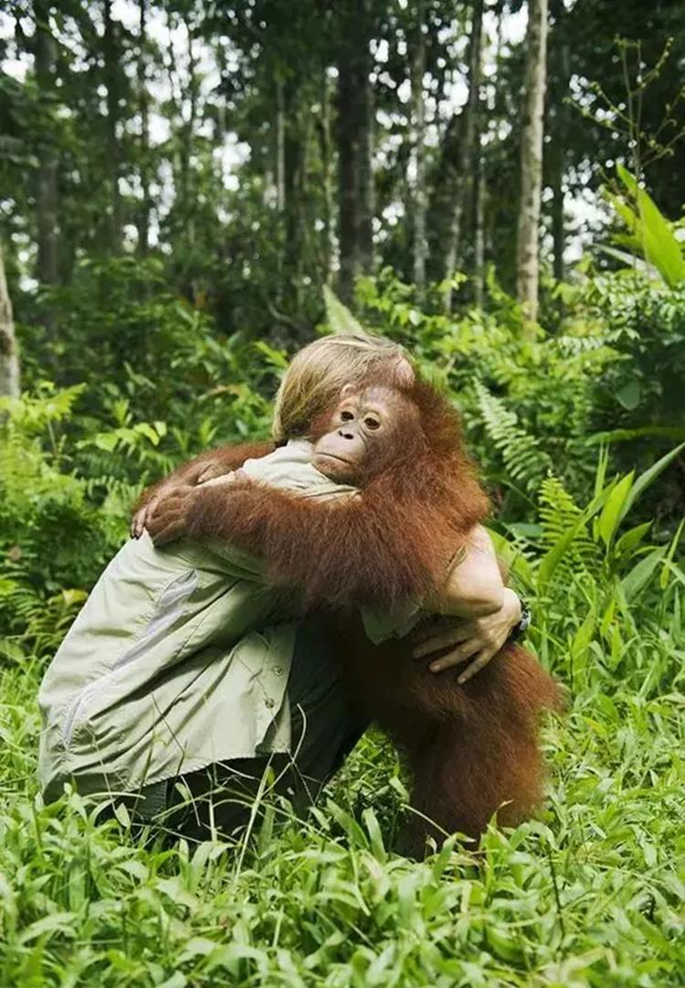 2003年,印尼一红毛猩猩遭囚禁,被迫化妆接客六年,只需要两英镑_pony