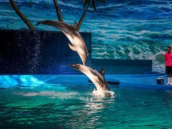 海底世界_生物_表演