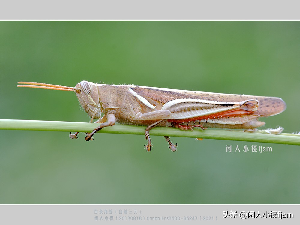 昆虫摄影:昆虫,从若虫蜕变到成虫,女大十八变_手机_直翅目_竹节虫