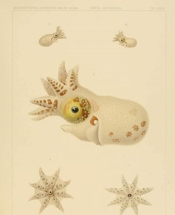 描绘一百年前深海生物的古代插图