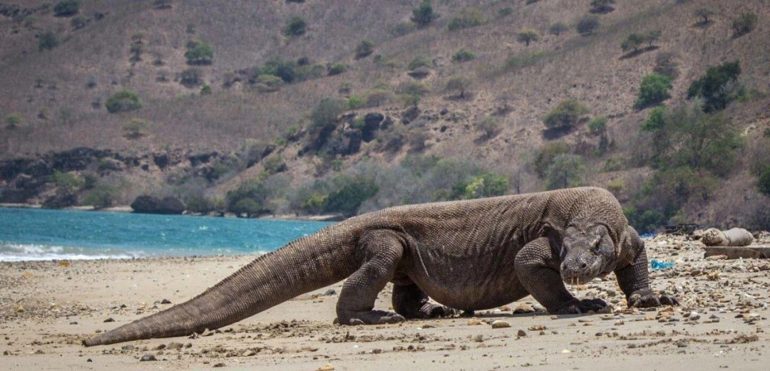 国外用猪肉做了实验_猎物_蜥蜴_生物