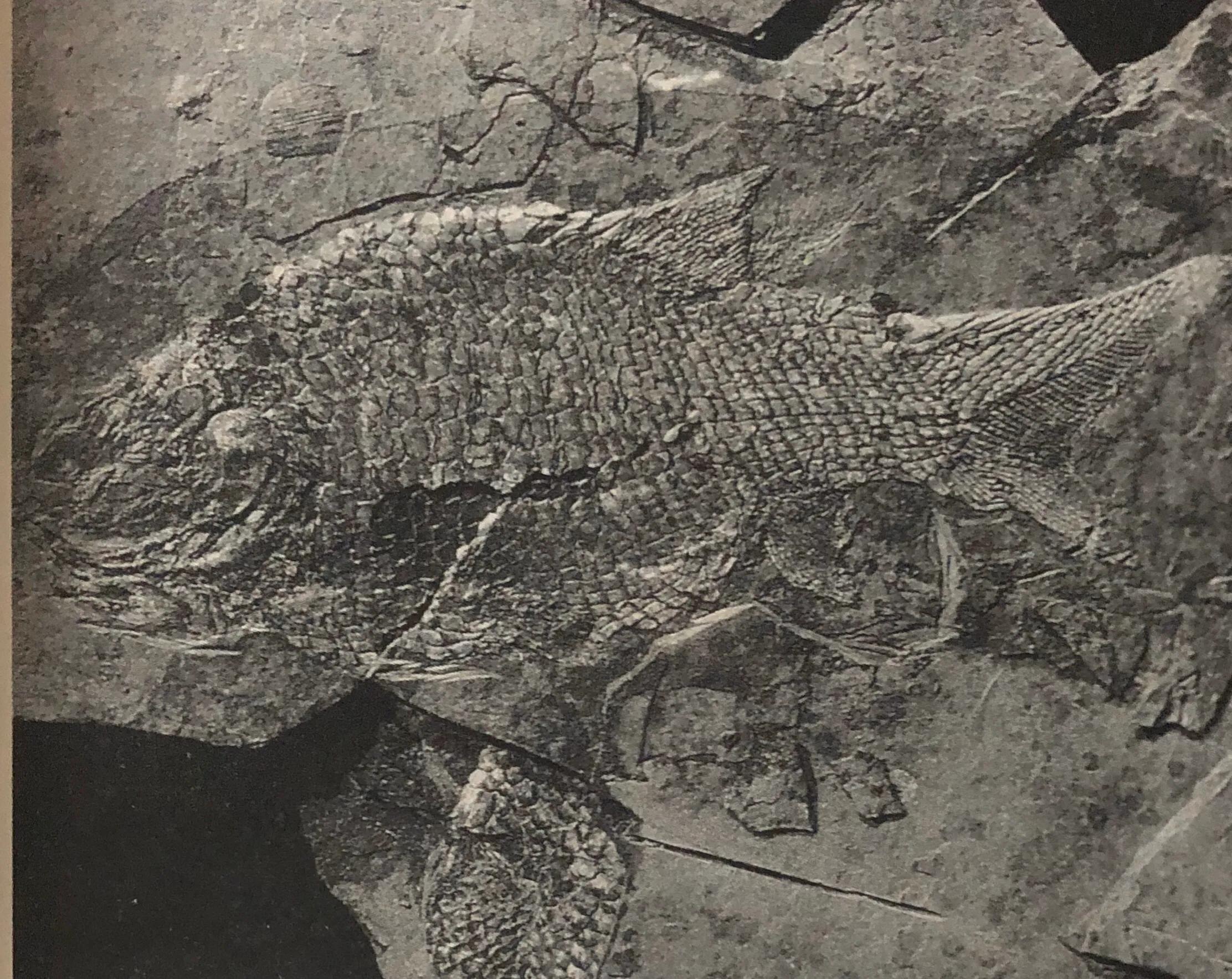 你应该知道的世界史最原始的鱼类有眼齿会游泳活动能力强