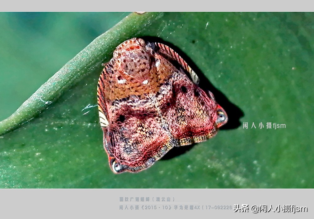 昆蟲攝影:昆蟲,從若蟲蛻變到成蟲,女大十八變_手機_直翅目_竹節蟲