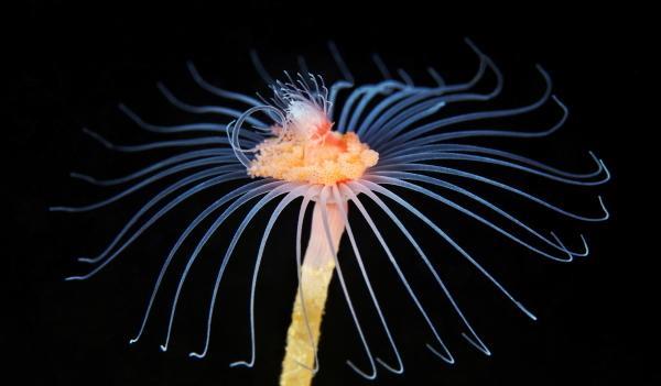 原创具有永久繁殖能力的水螅虫