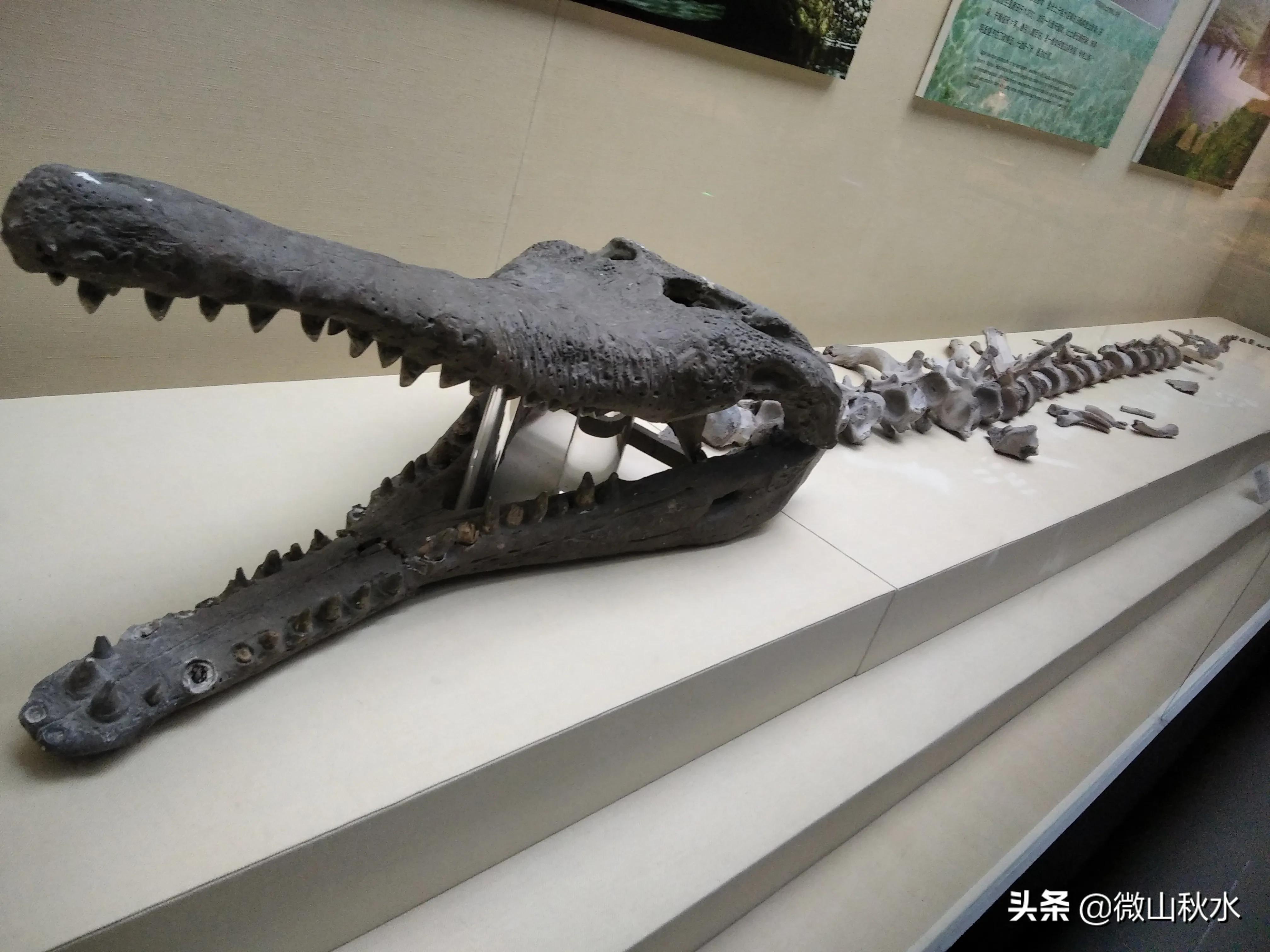 原创巨鳄出没唐宋时期发生在广东的人鳄大战