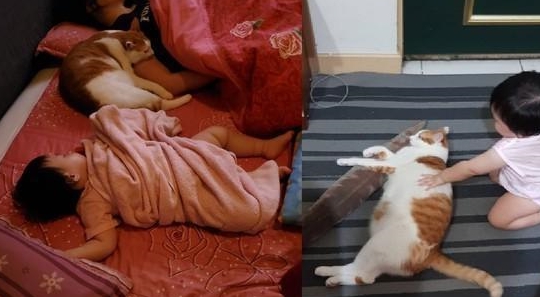 主人一早发现,床上老婆变成猫咪,网友:醒醒,你根本没有老婆 主人一早发现,床上老婆变成猫咪,网友:醒醒,你根本没有老婆