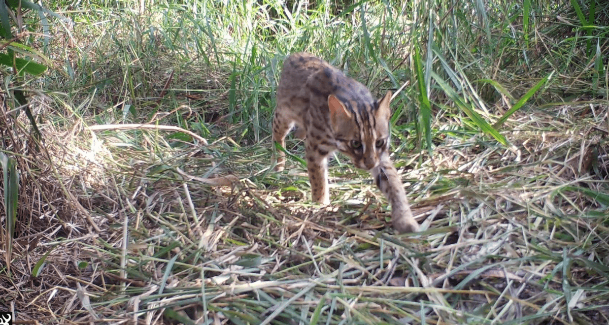 原創猛獸危險石虎現身廣東外貌像極家貓常被人誤當貓咪飼養