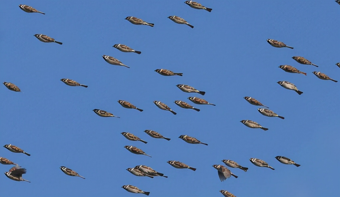 原创麻雀变身飞天鱼群天空罕见神同步画面网友惊叹大自然的奥妙