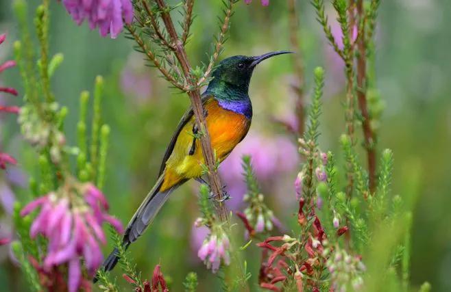 分享图片一紫喉花蜜鸟 极其罕见的花蜜鸟