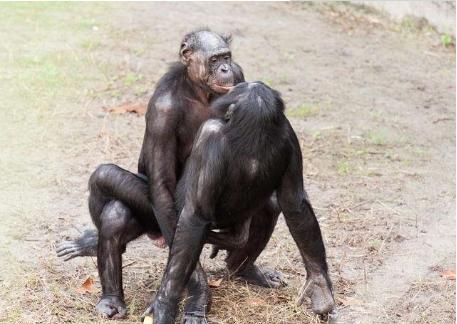 原创为证明人与黑猩猩是否可以结合女科学家以身试险结果怎样了