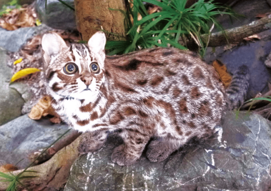 "石虎"现身广东,外貌像极家猫,常被人误当猫咪饲养_动物_猎物_我国