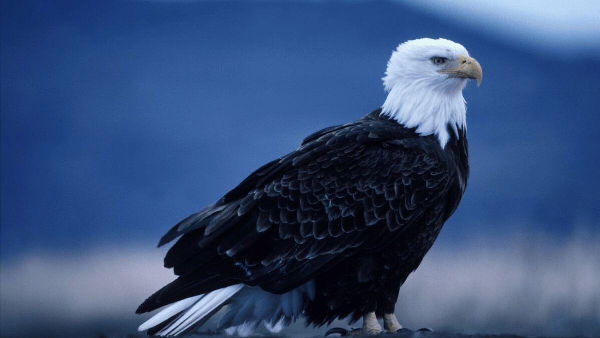 原创超乎想象世界上飞得最高的十种鸟黑白兀鹫11000米撞上飞机