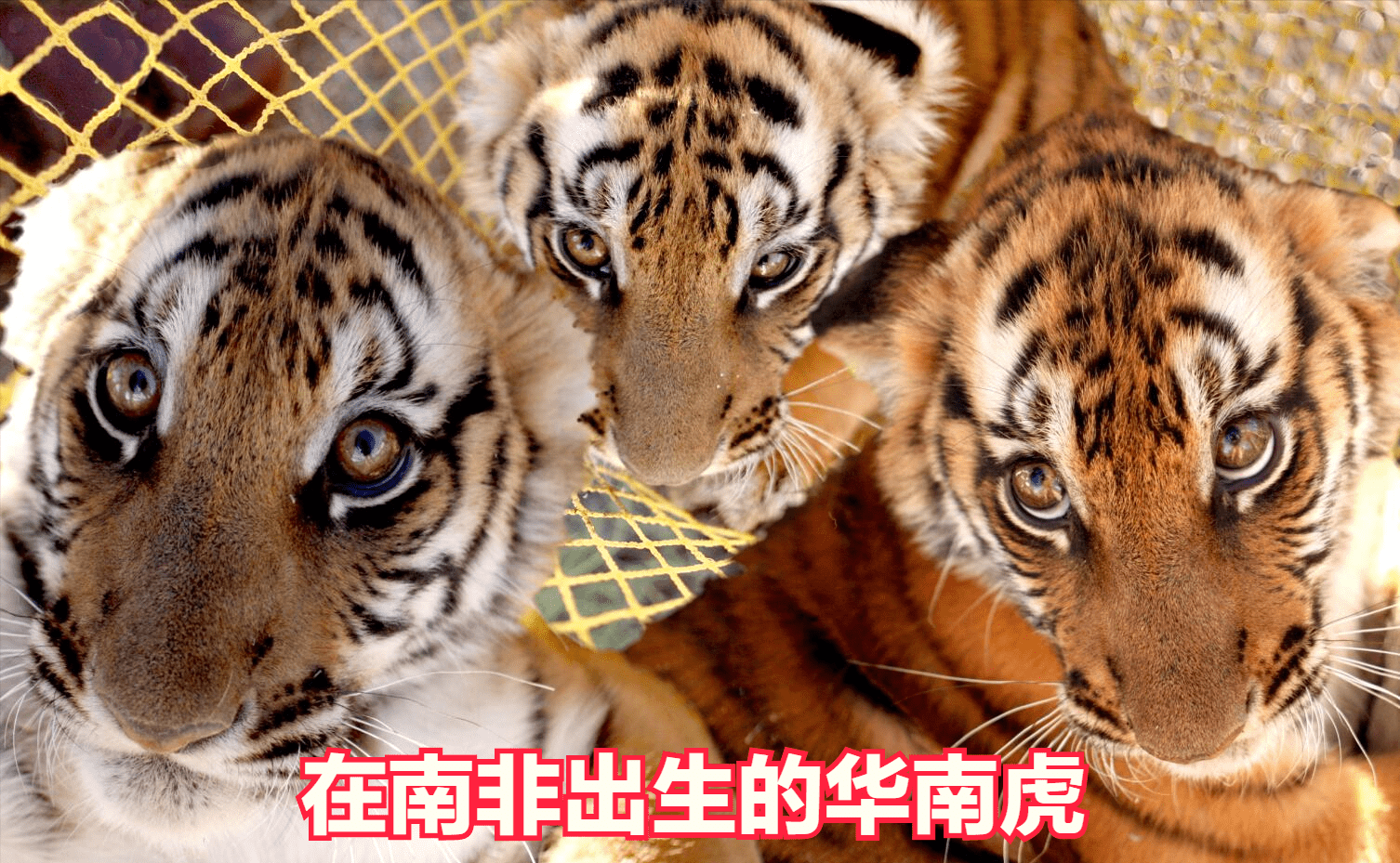 中国十大濒危动物之华南虎