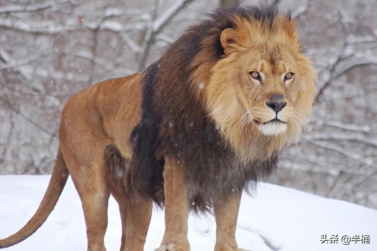 原创动物繁殖六亲不认流浪雄狮长大后会不会发生近亲繁殖