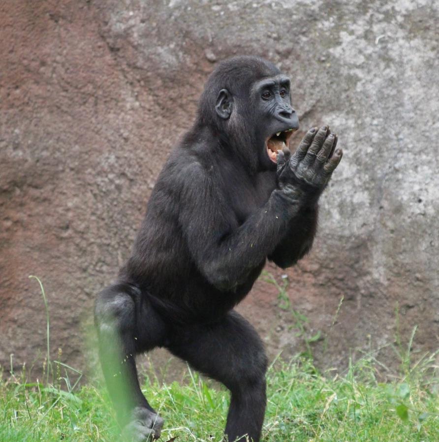 捷克动物园的大猩猩见人类就鼓掌跺脚,饲养员:它很有灵性