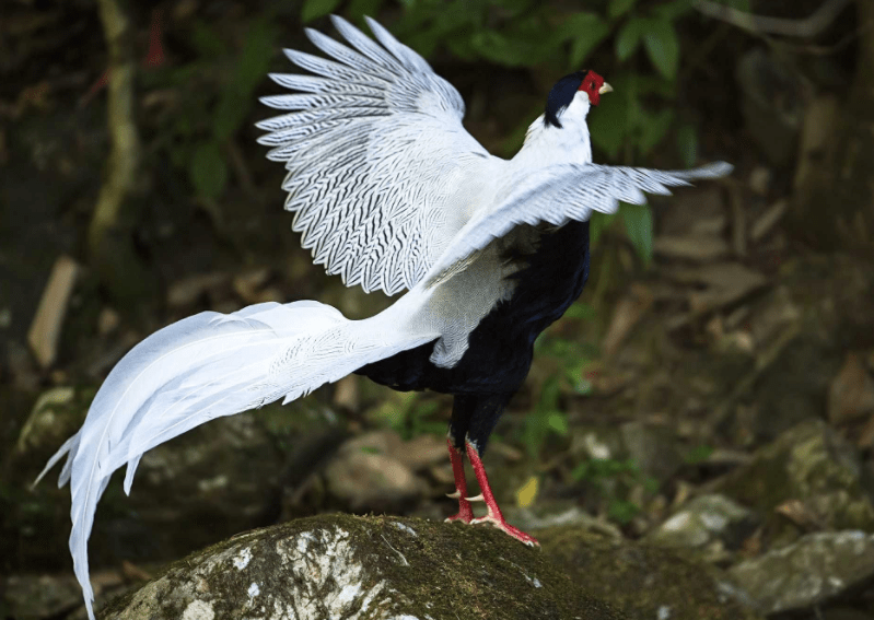 哈尼族图腾白鹇鸟图片