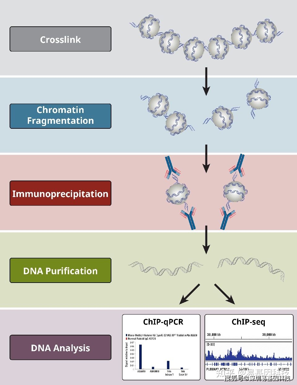易基因|dna-蛋白质互作的检测技术及chip-seq实验关键 | 易讲堂_研究