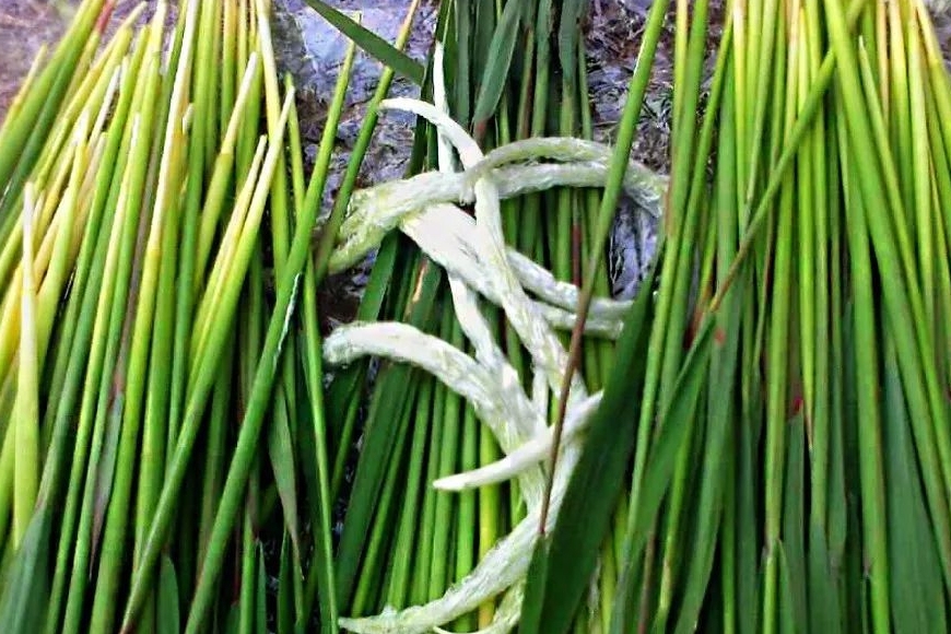 山东叫谷荻,嫩嫩的清香可口_时间段_时候_美食