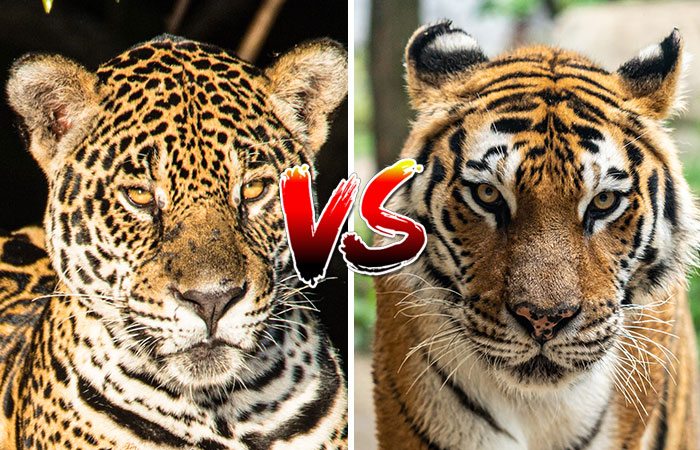 巴厘虎vs美洲豹图片