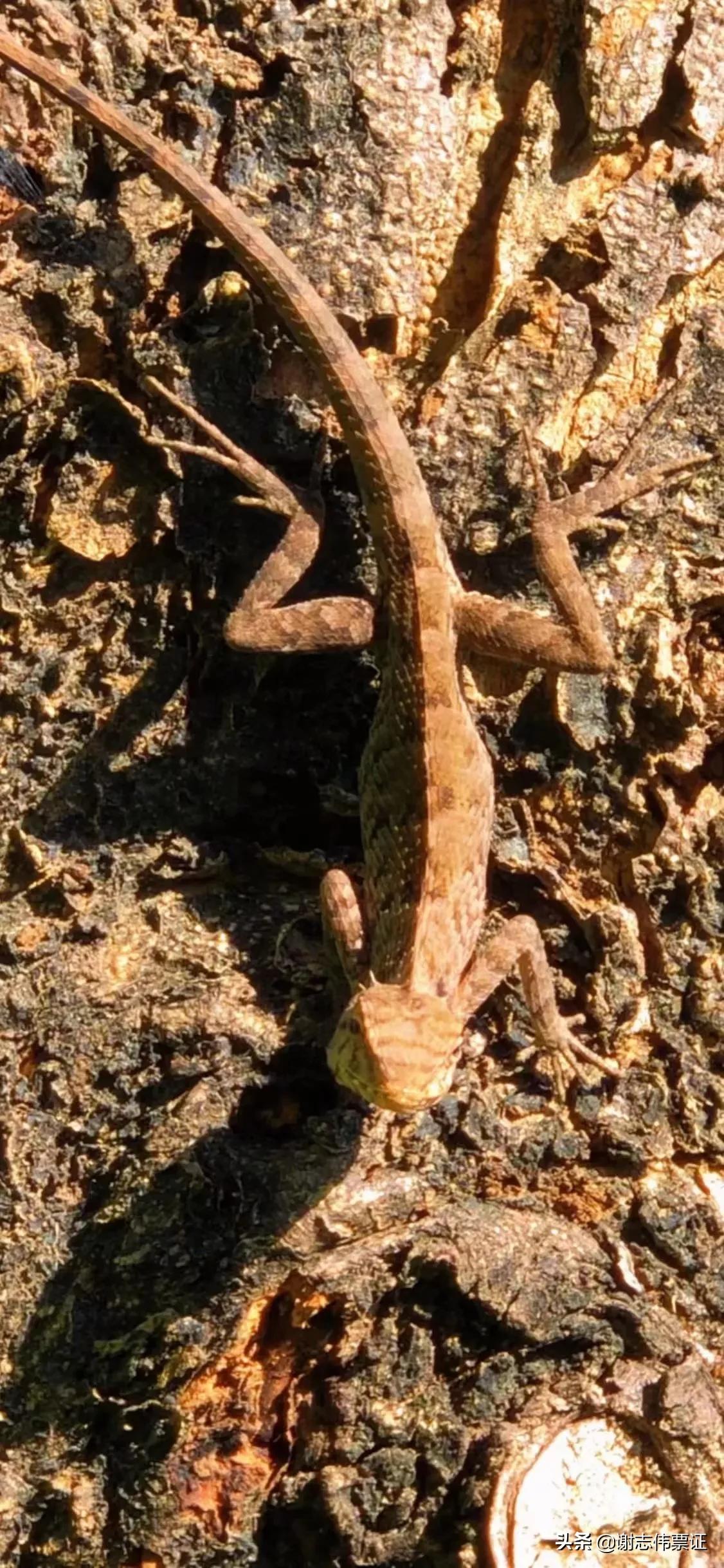 原创海南风光美058爬行于树丛中的变色树蜥