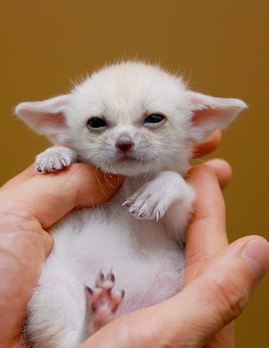 可愛的小動物幼年期照片,萌翻你印象中的這些動物的印象_嬰兒_寶寶