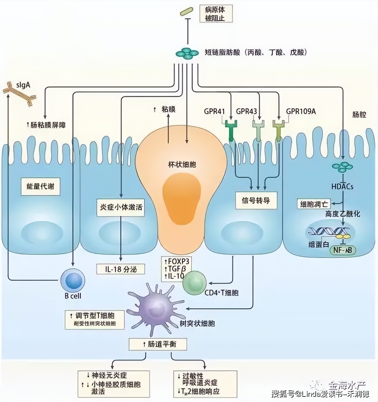 图3-3-40 吞噬细胞-临床医学-医学