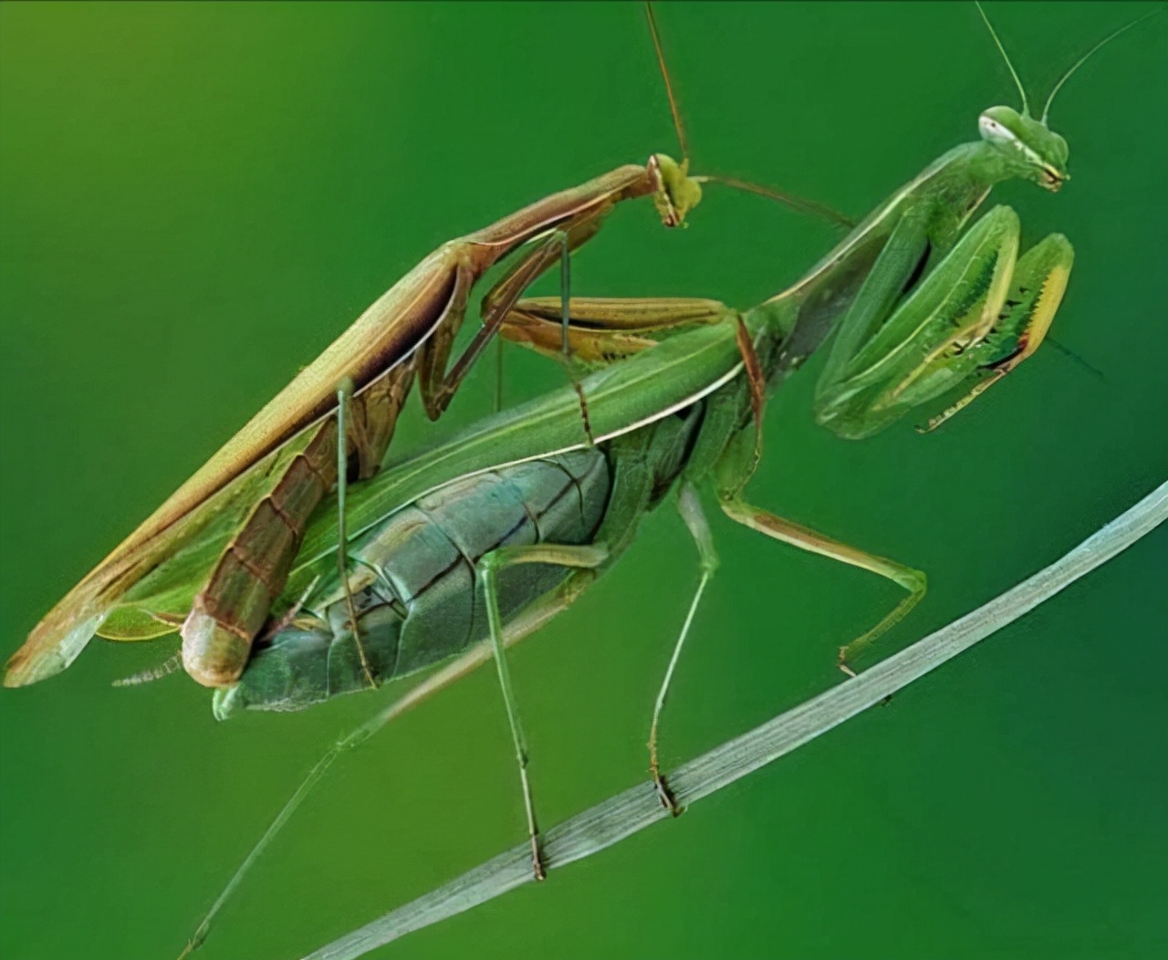 母螳螂交配后就要吃掉雄性为何雄性螳螂不反抗也不逃走