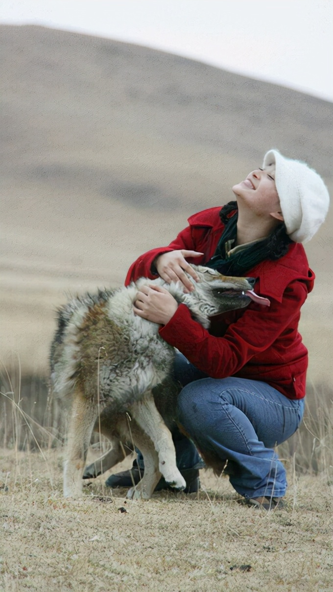 成都80后美女养狼,把狼接到家里安窝,11年后结局让人落泪_李微漪_居民