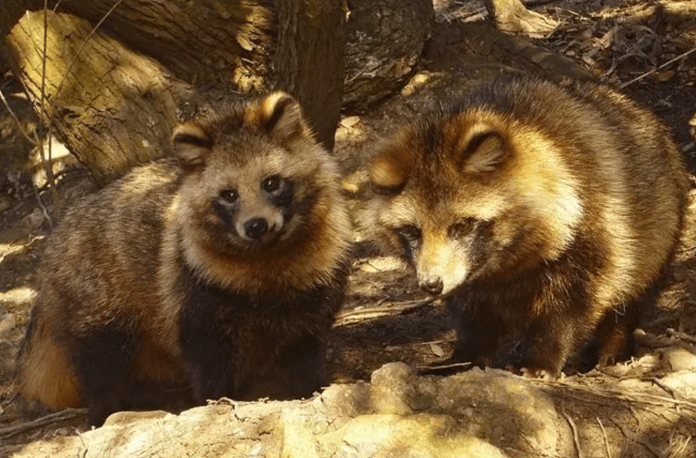 长白山出现貉,住狗獾的洞穴,捕杀狗獾幼崽,转头却被猞猁盯上了_动物