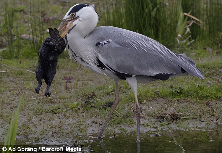 原创惨烈鳄鱼被苍鹭生吞蛇鳗从苍鹭腹中打孔钻出