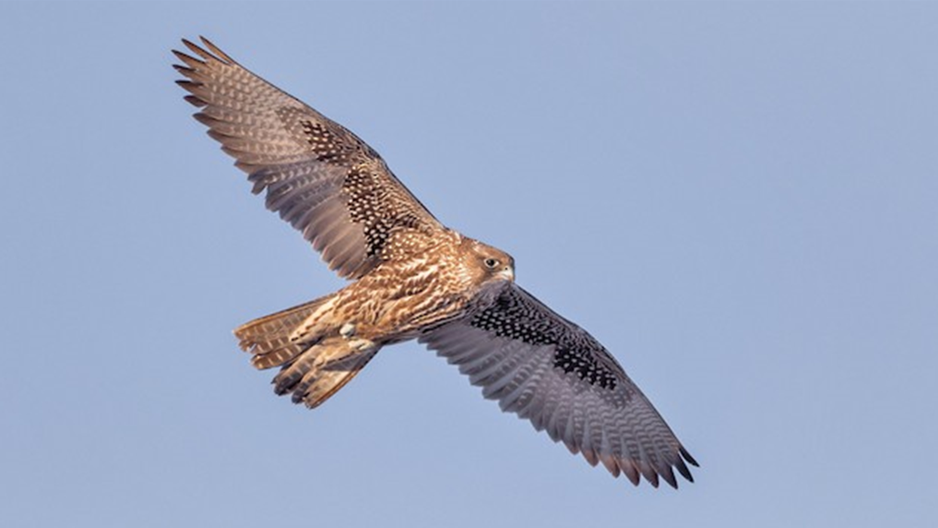 矛隼是猎鹰中体型最大的品种,主要分布在亚洲,欧洲和北美的北极海岸