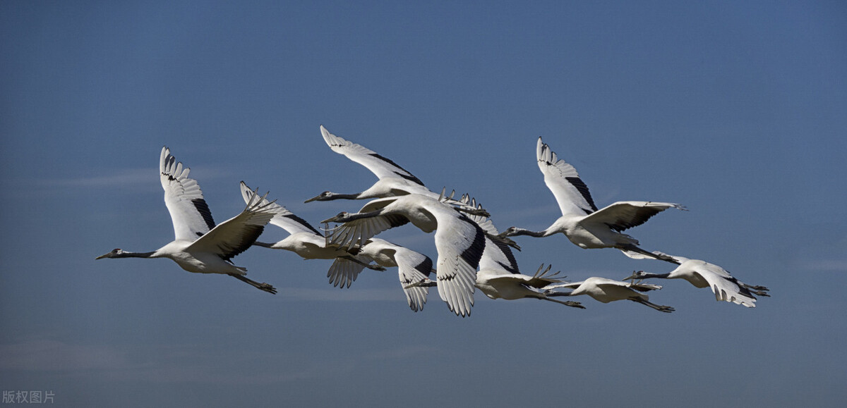 飞翔的画卷,舞蹈的仙人,情比金坚的爱侣:丹顶鹤_小鹤_繁殖_什么