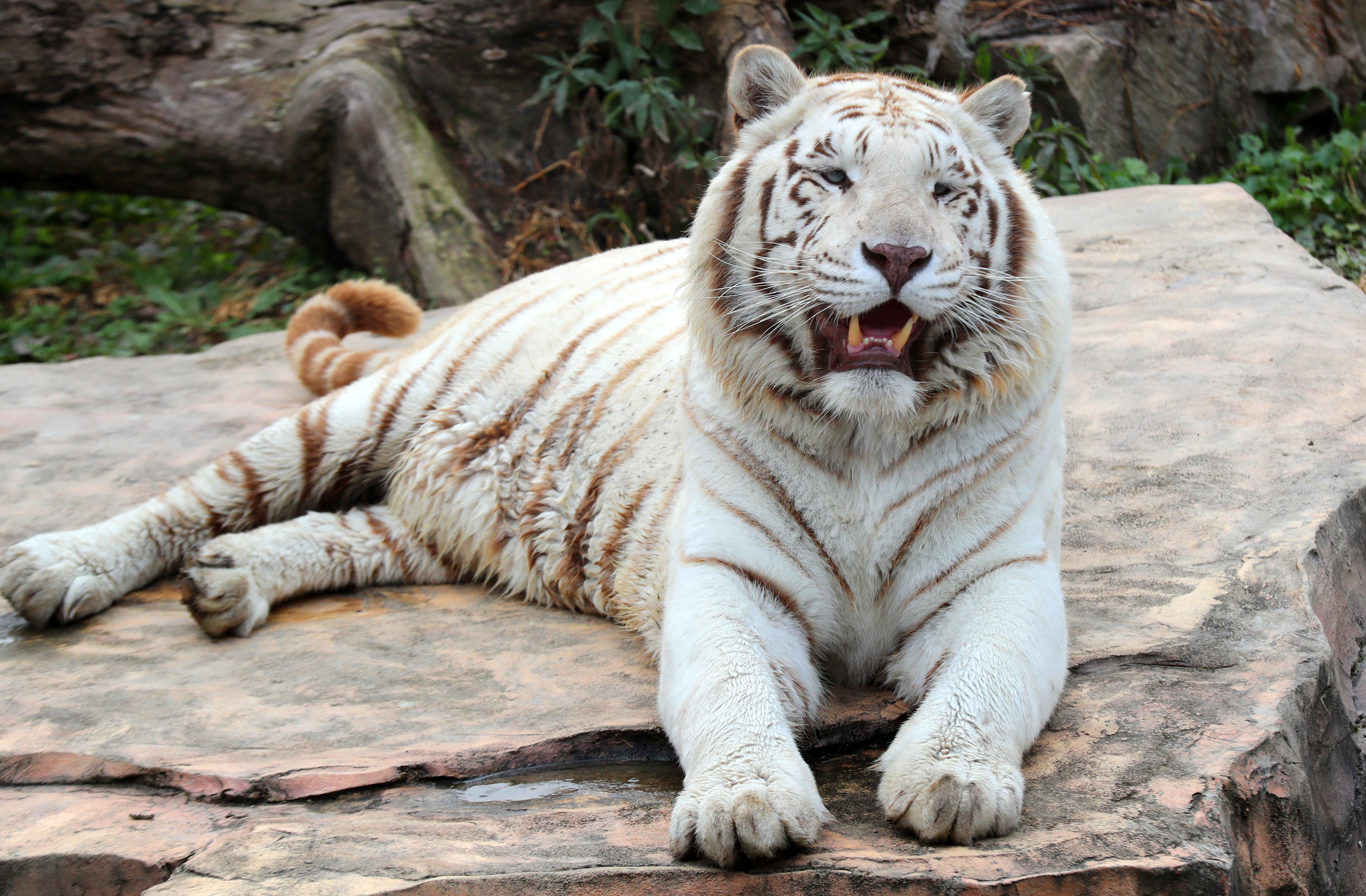 lucas soares, tiger, white tiger, wild animal 4k wallpaper - Coolwallpapers.me!