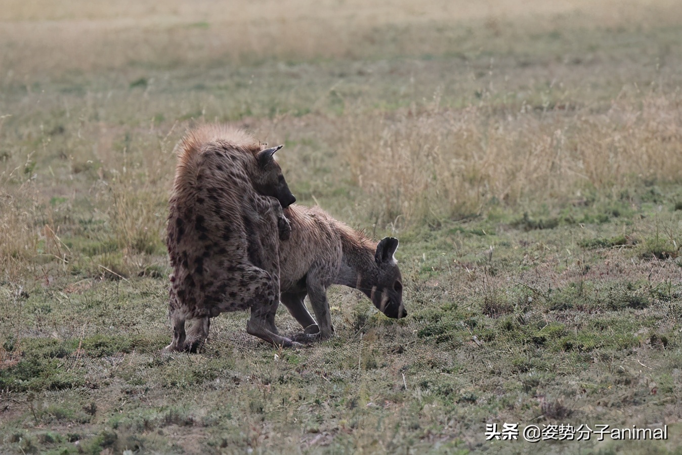 母鬣狗的生殖系统图片