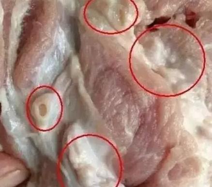 猪身上的猪脖子会如此讨人厌的原因是它含有大量的淋巴结和甲状腺等