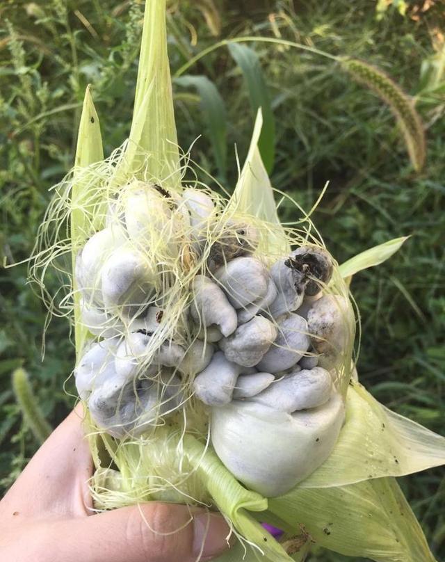 有的叫"霉苞","灰苞"和"乌米"等,外表看起来就像长在玉米上的"肿瘤"