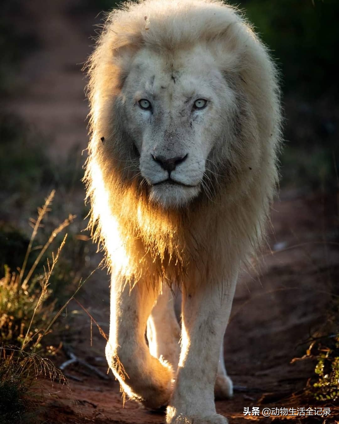 白狮王特姆巴:活到17岁高龄,睡眠中死去,老雄狮一路走好_普巴_保护区