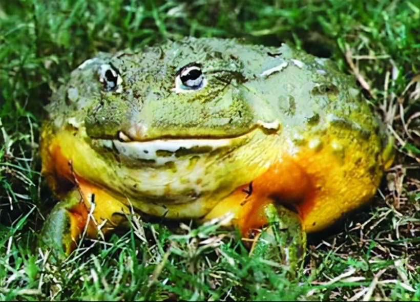 原创长达一米的巨型蛙幼崽有鹅蛋大小为何当今濒临灭绝