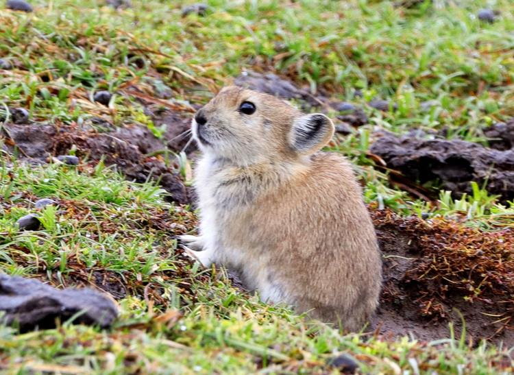 青藏高原独有的鼠兔,不冬眠不迁徙,依靠食用牦牛粪来度过寒冬_粪便