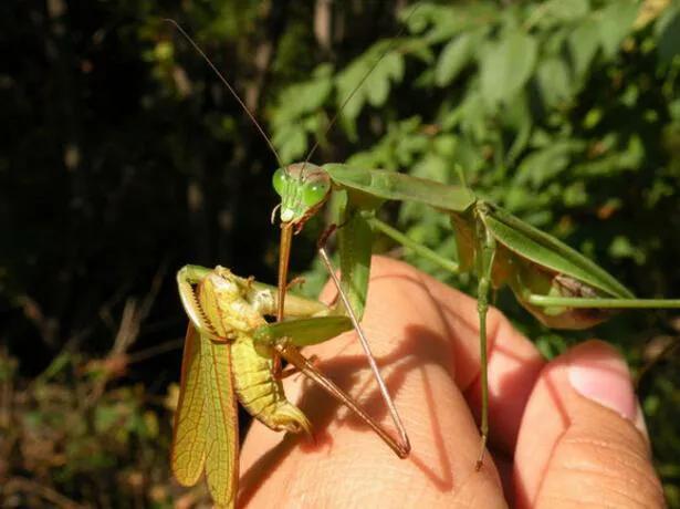 螳螂#民众眼中最强螳螂进化史_华刀_体长_广斧