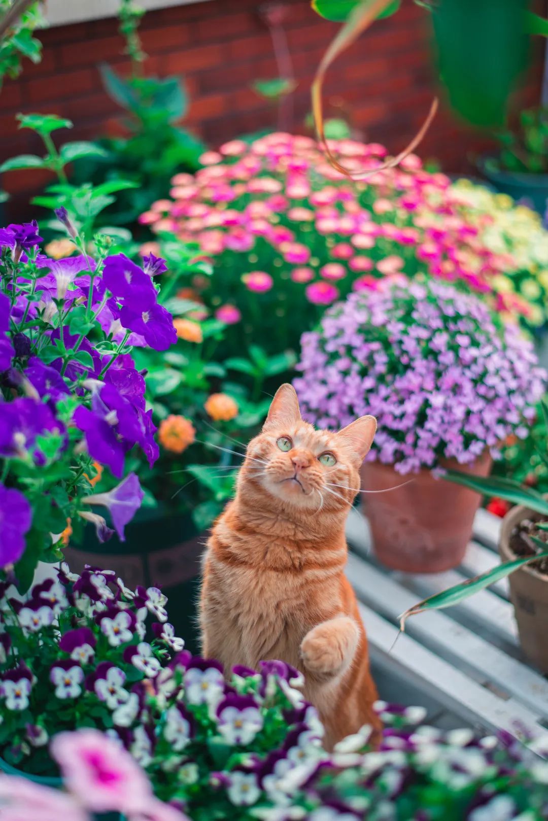 海妈花园拜访 | 91年广东男孩,1年打造梦幻露台花园,6猫1狗,还有绣球