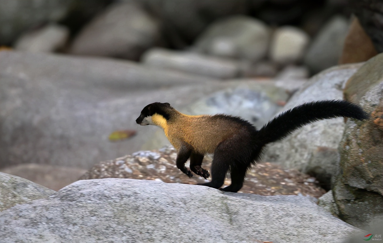 原创战斗力十足的黄喉貂野猪也能重创