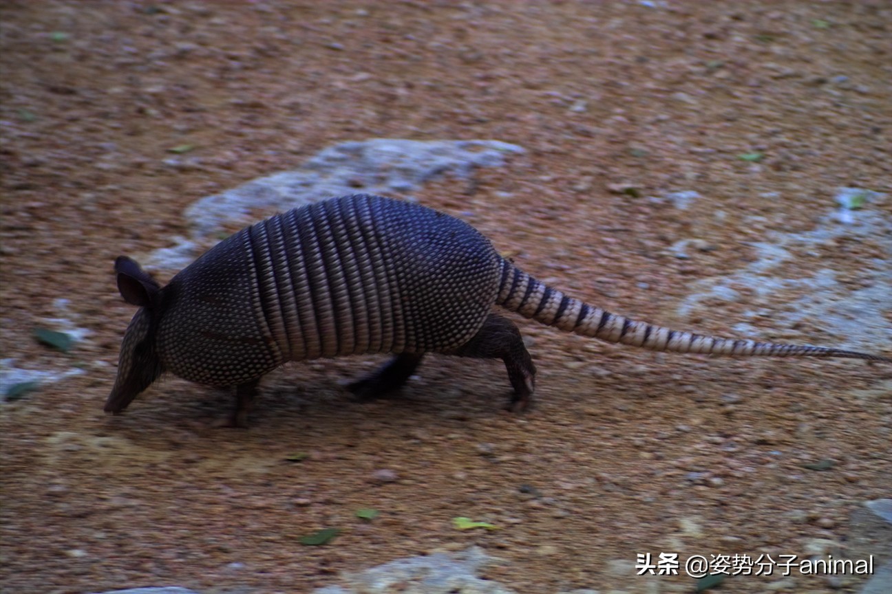 一种神奇的动物,它全身披着铠甲,坚硬无比,擅长打洞遁走,有点像穿山甲