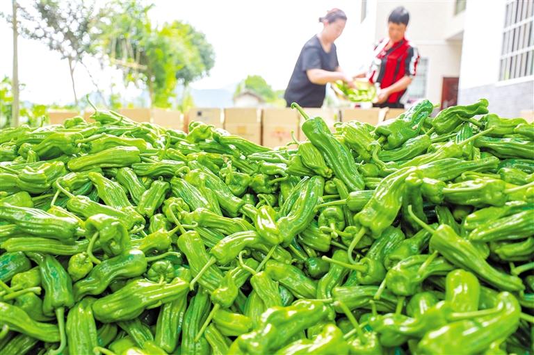 薄皮青椒 俏销重庆_村民_种植_市场