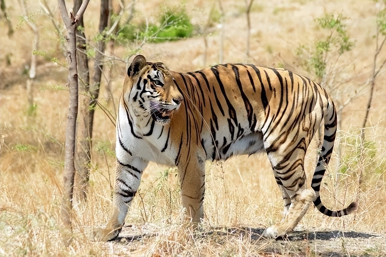 野生华南虎?警方赶来发现有好多"老虎"_我国_时候_地区