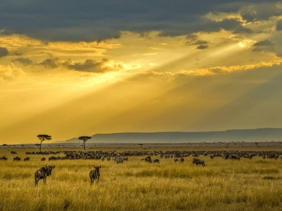 肯尼亚马赛马拉大草原风光美如画卷