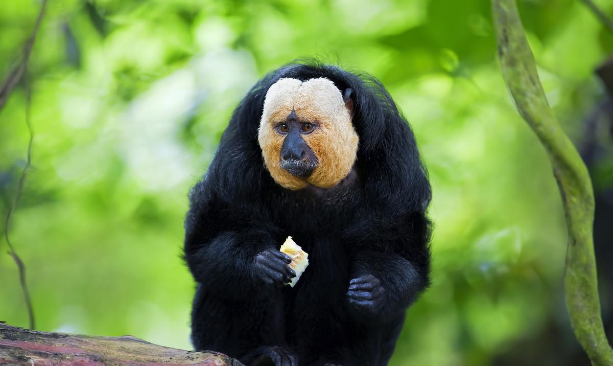 亚马逊白面抗毒之王,吃毒虫毒果当补品_僧面_生活_世界