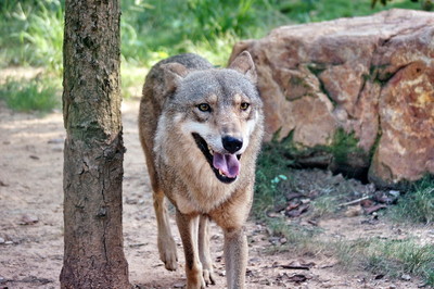 武汉一动物园野狼失恋,园方让大黄狗进笼陪伴,网友:这是陪葬_狼王